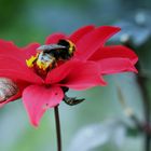 Blüte mit Hummel und Schnecke