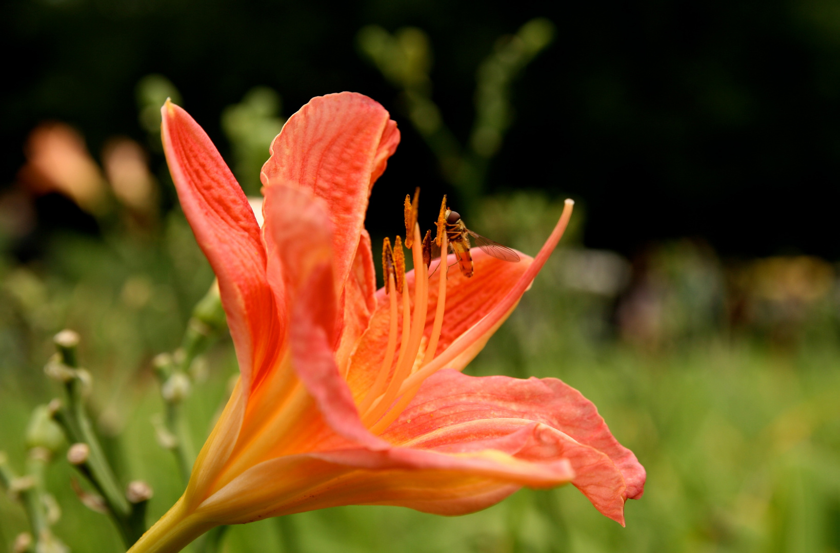 Blüte mit Insekt