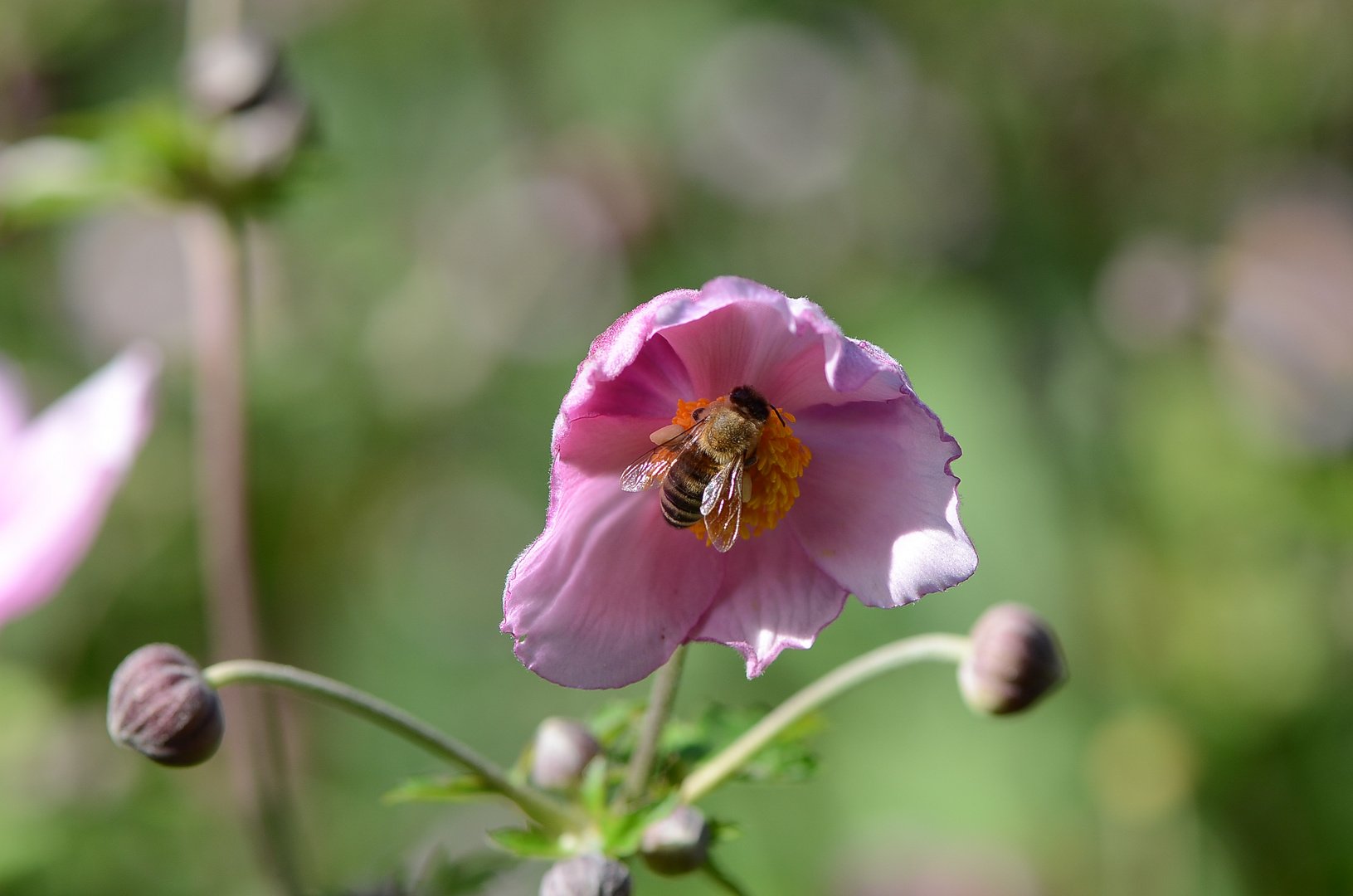 Blüte mit Insekt