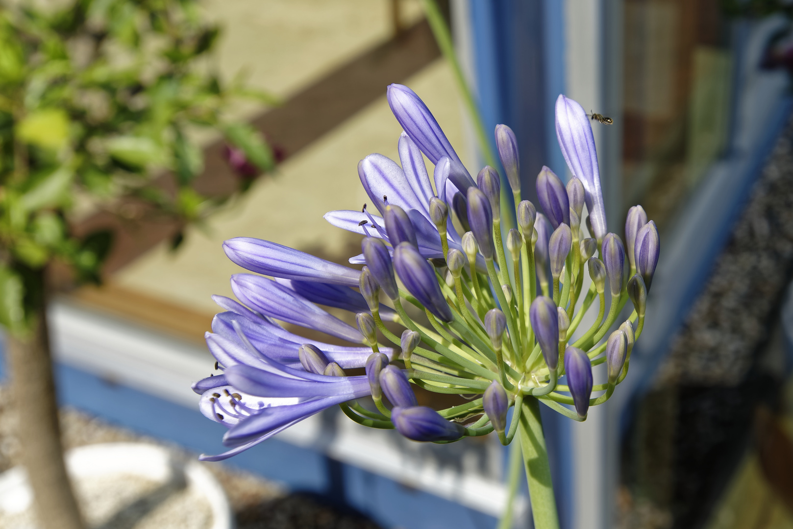 Blüte mit Insekt