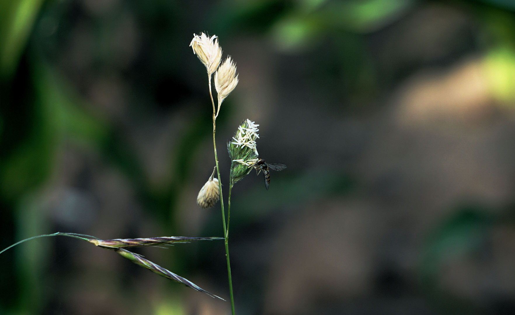 Blüte mit Insekt