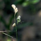 Blüte mit Insekt