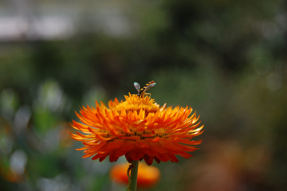 Blüte mit Insekt