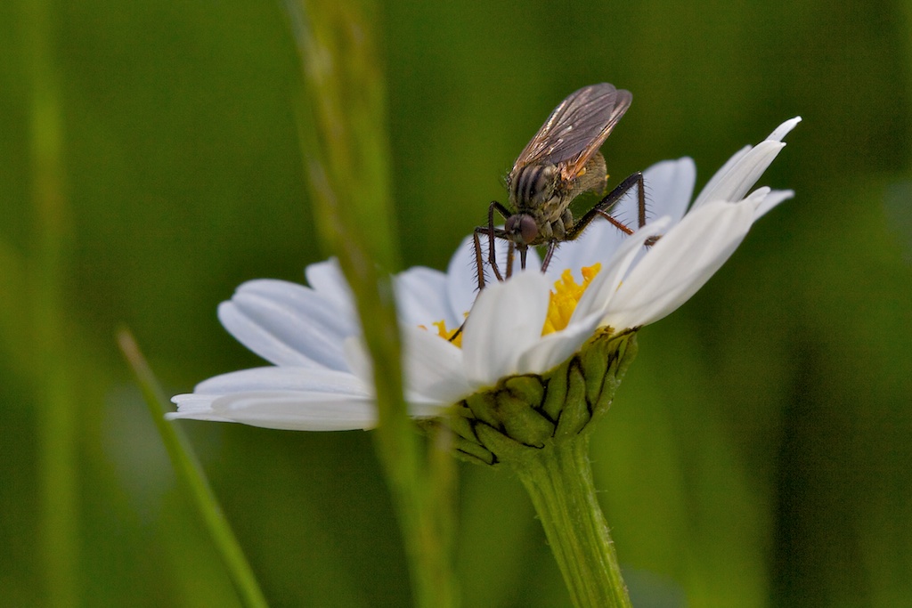 Blüte mit Insekt