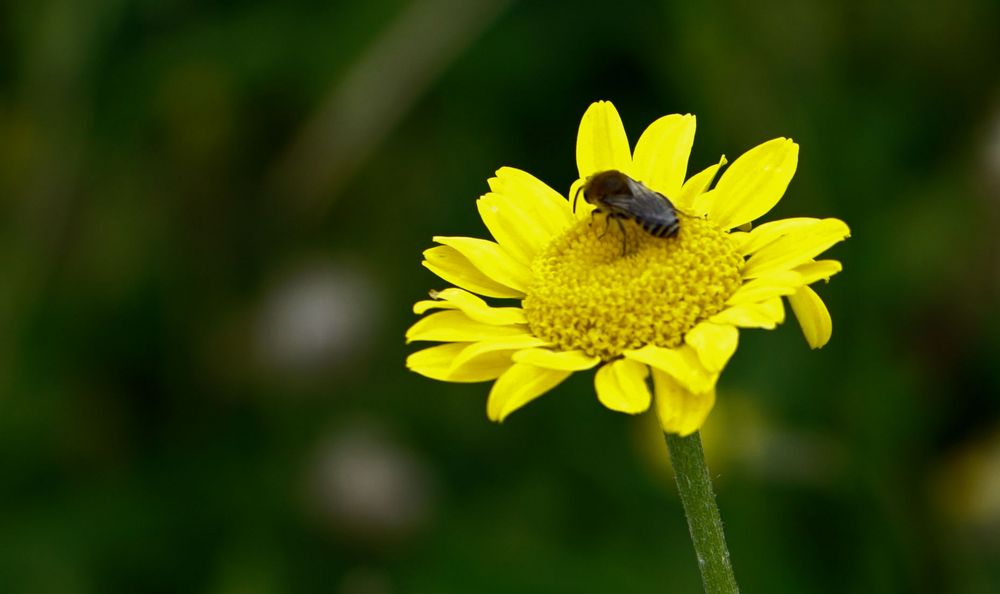 Blüte mit Insekt