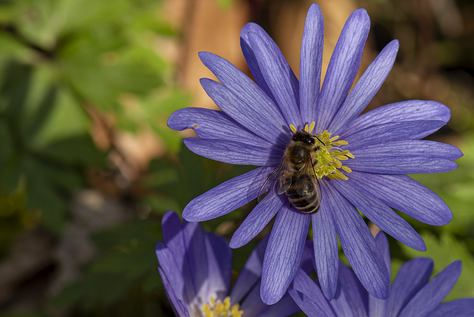 Blüte mit Insekt