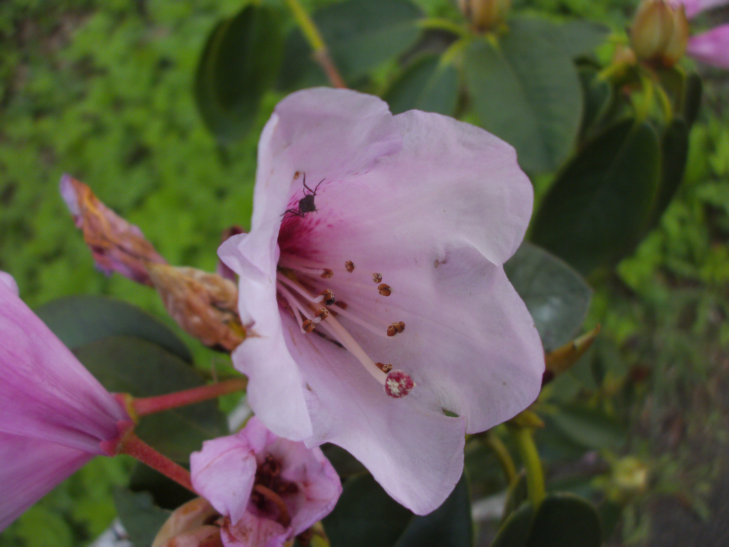 Blüte mit Insekt