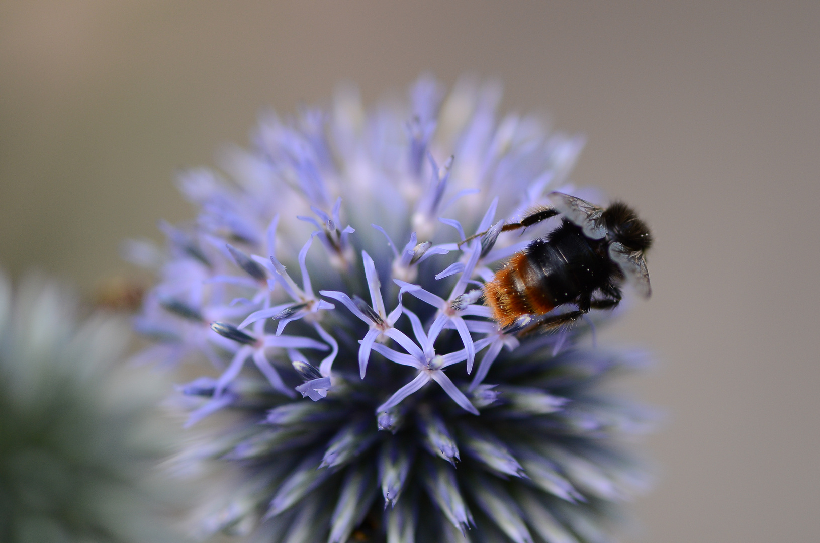 Blüte mit Insekt