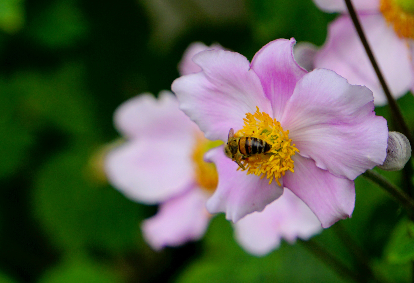 Blüte mit Insekt