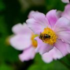 Blüte mit Insekt