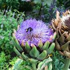 Blüte mit Insekt