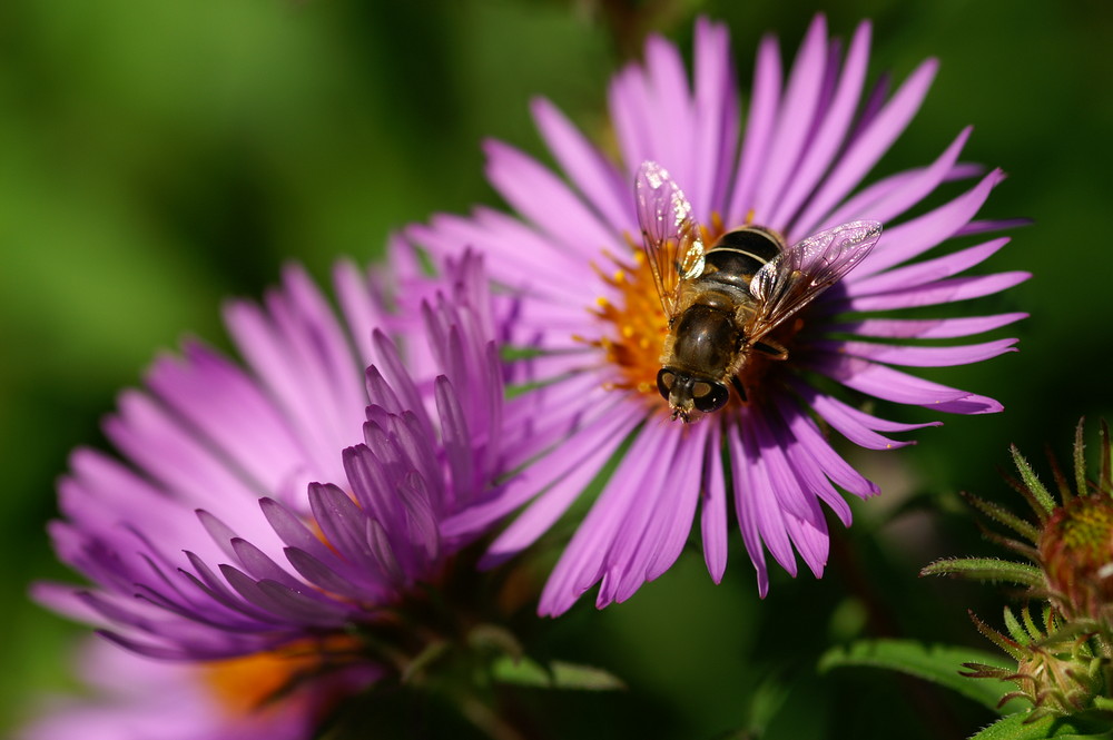 Blüte mit Insekt