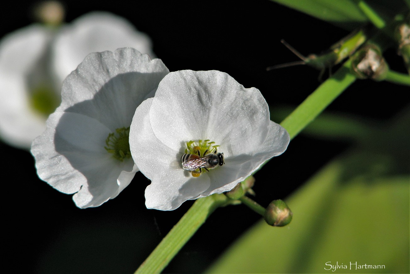 Blüte mit Insektenbesuch 