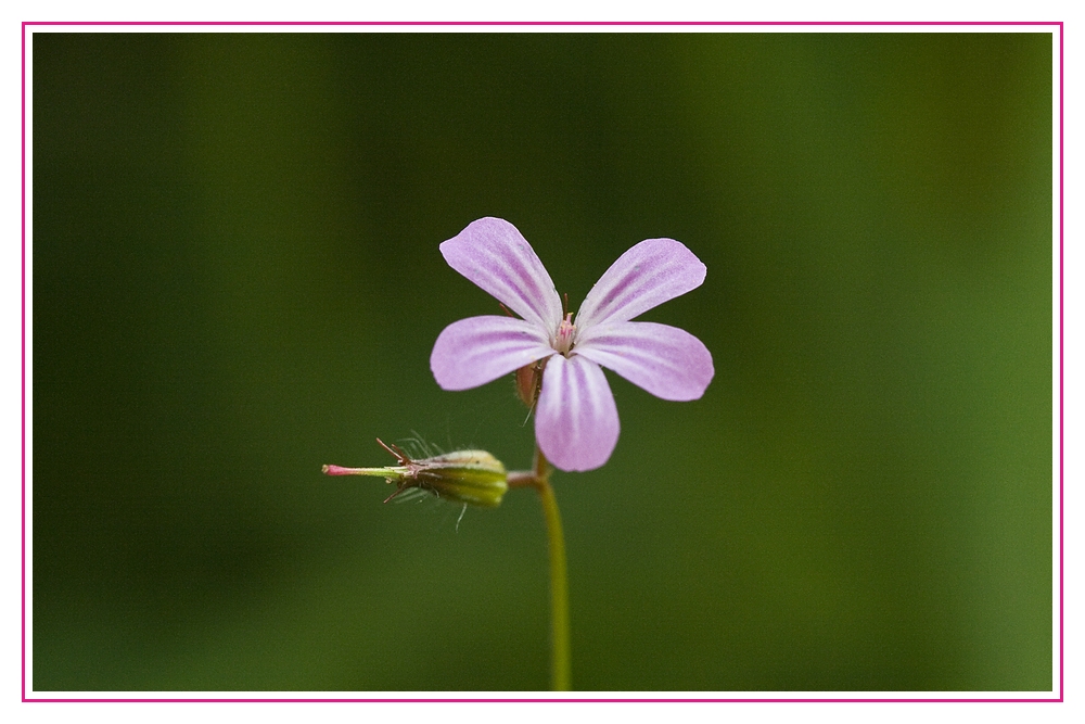 Blüte mit interessantem Knospendetail