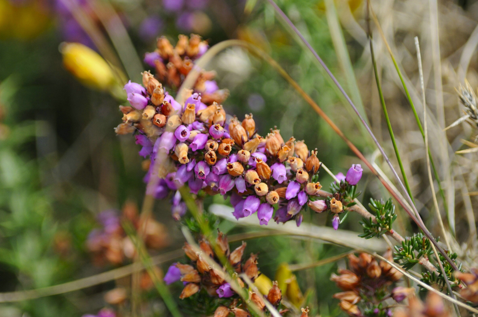 Blüte mit Jahreszeiten...........