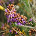 Blüte mit Jahreszeiten...........