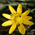 Blüte mit Käfer (1 von 1)