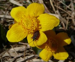 Blüte mit Käfer