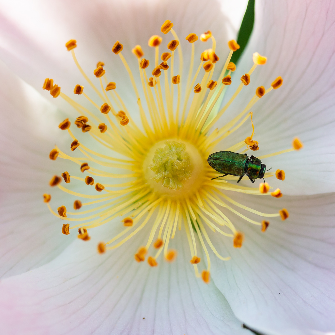 Blüte mit Käfer
