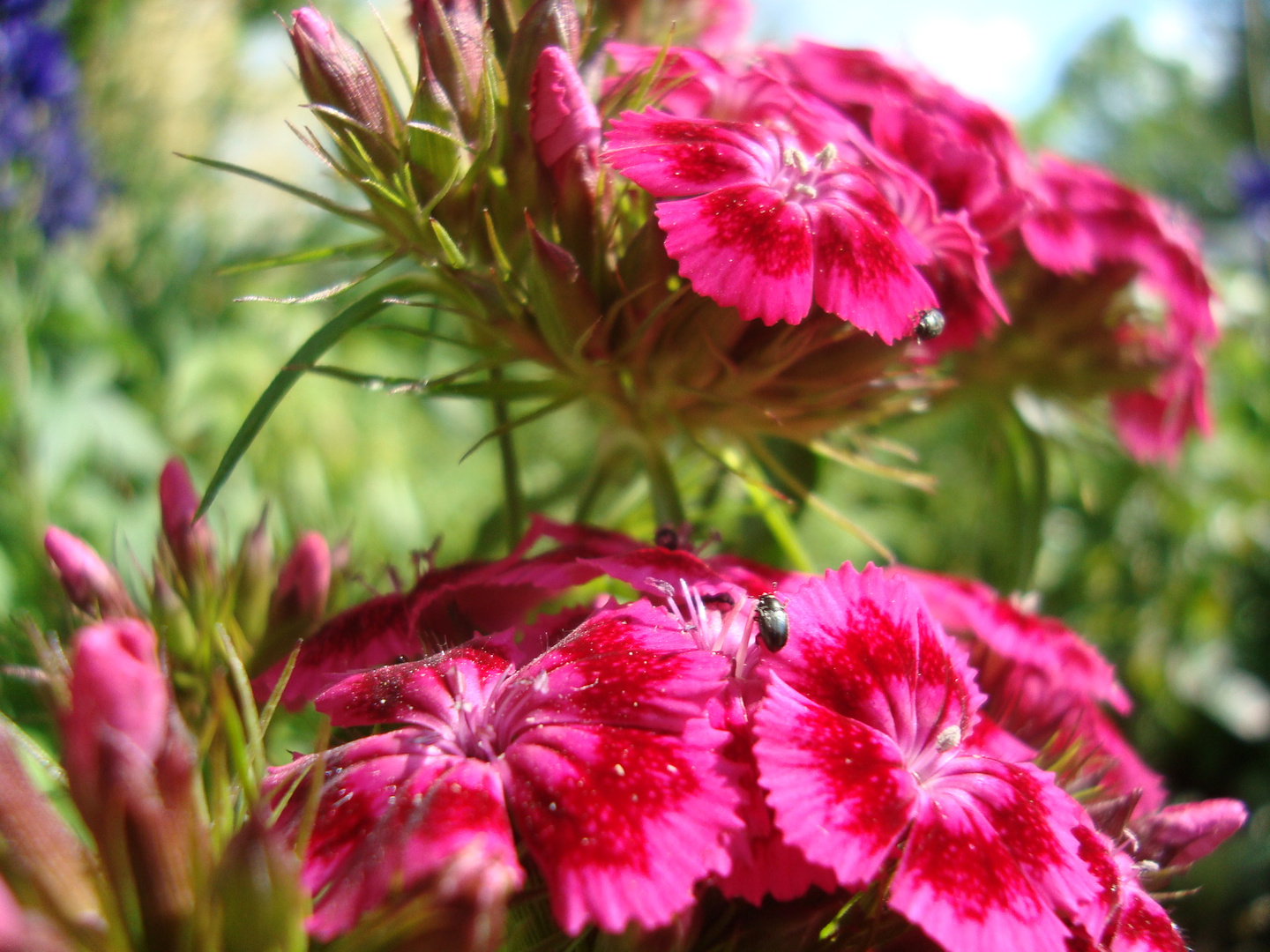 Blüte mit Käfer