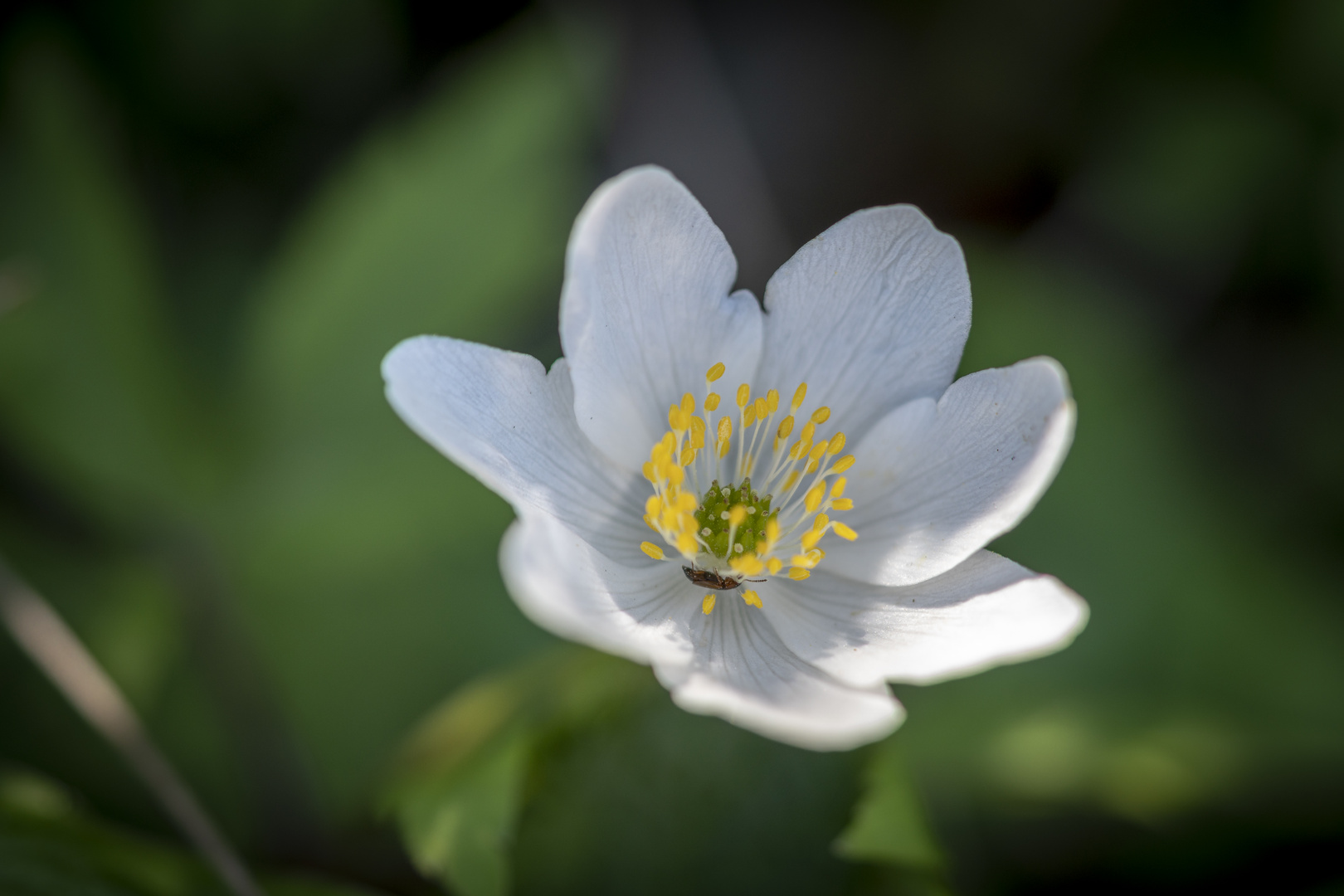 Blüte mit Käfer