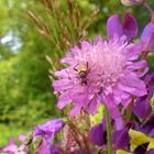 Blüte mit Käfer