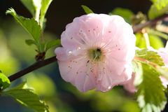 Blüte mit Käfer