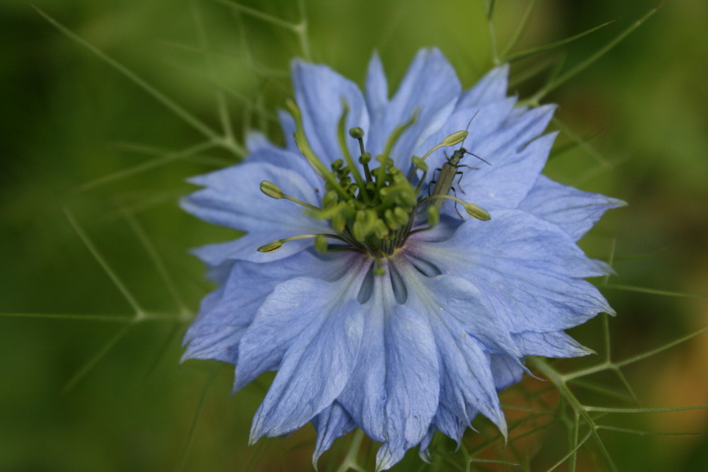 Blüte mit Käfer