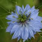 Blüte mit Käfer