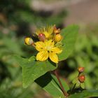 Blüte mit Käfer