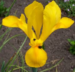 Blüte mit Käfern