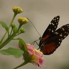 Blüte mit kleinem Fuchs