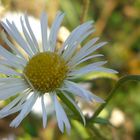 Blüte mit Knospe