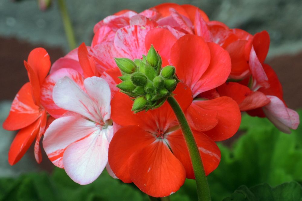 Blüte mit Knospen