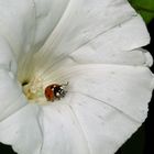 Blüte mit Marienkäfer