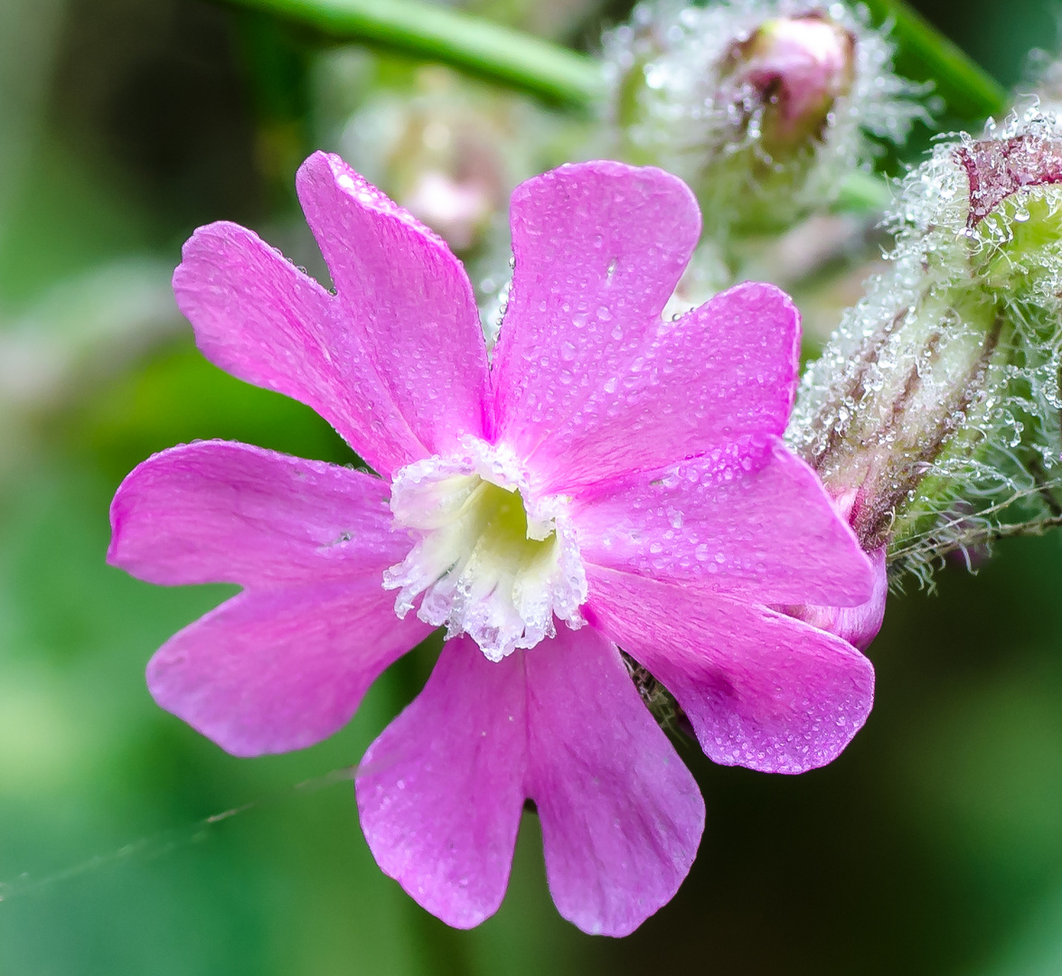 Blüte mit Morgentau