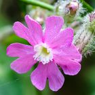 Blüte mit Morgentau