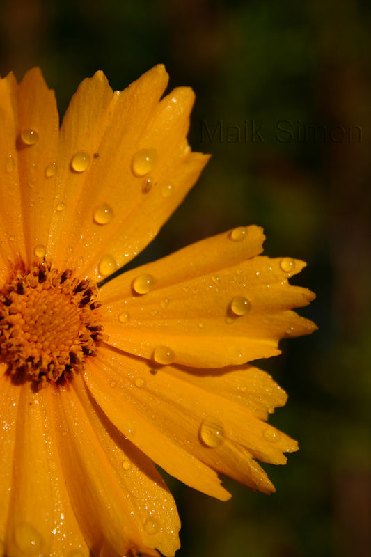 Blüte mit Morgentau