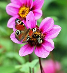 Blüte mit Pfauenauge und Hummel