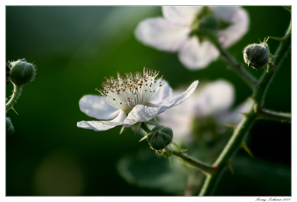 Blüte mit Pinsel