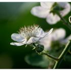 Blüte mit Pinsel