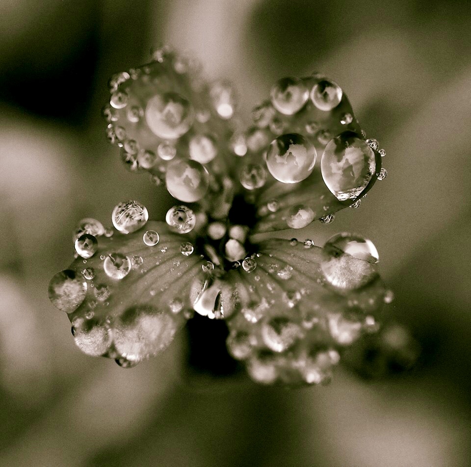 Blüte mit Regentropfen 