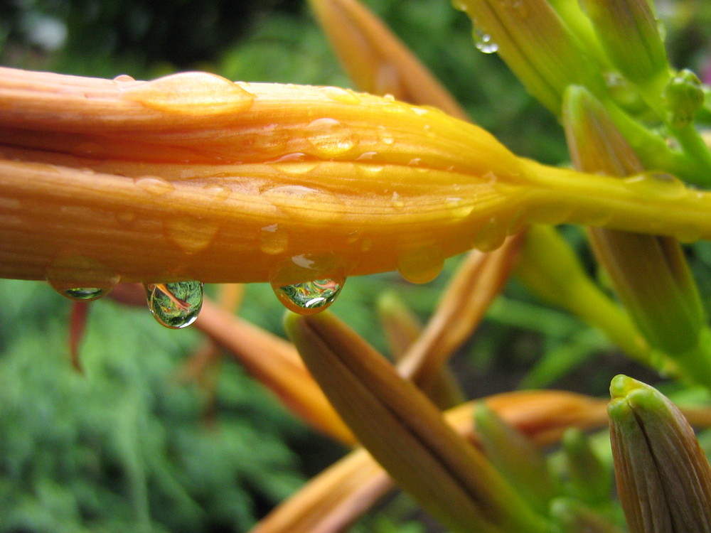 Blüte mit Regentropfen