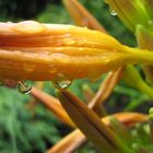 Blüte mit Regentropfen