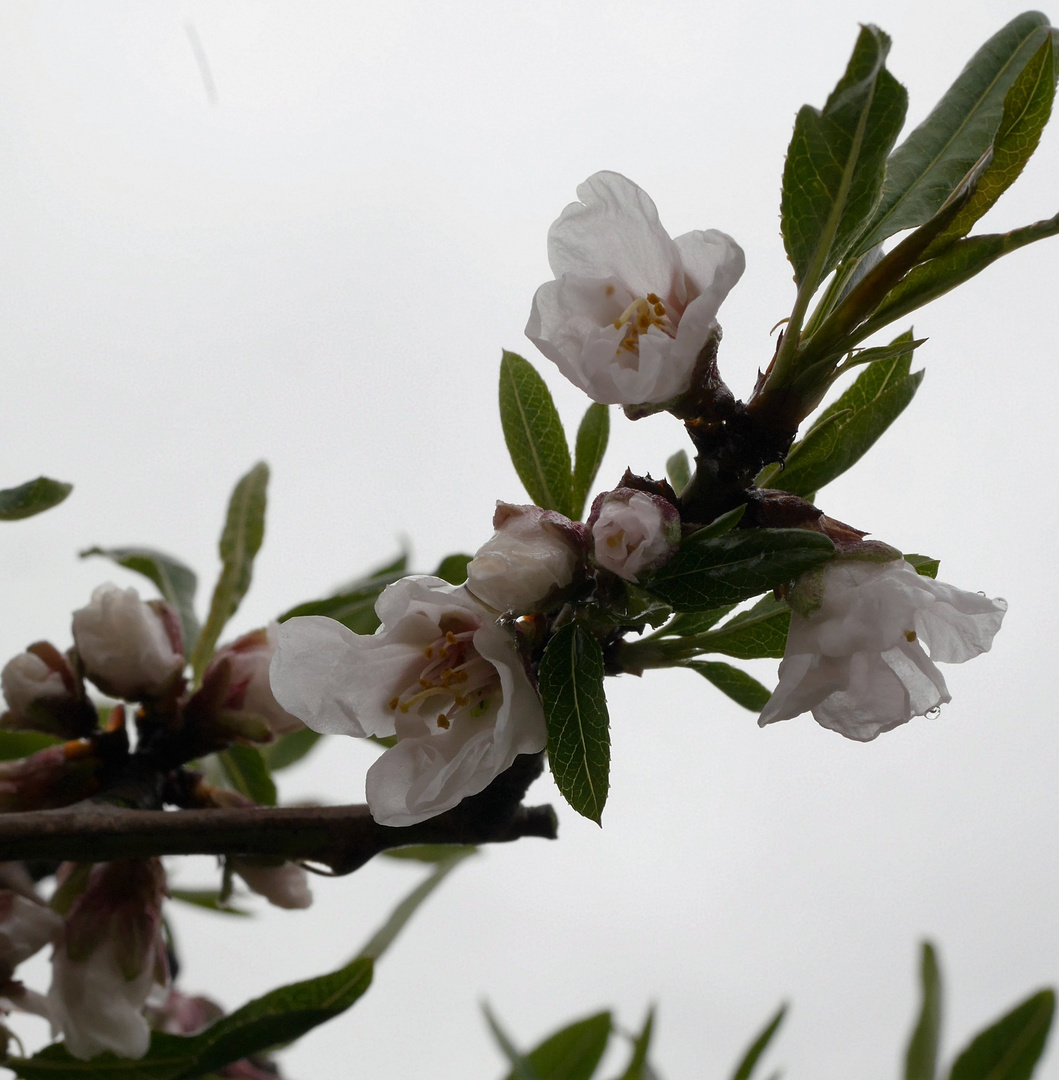 Blüte mit Regentropfen