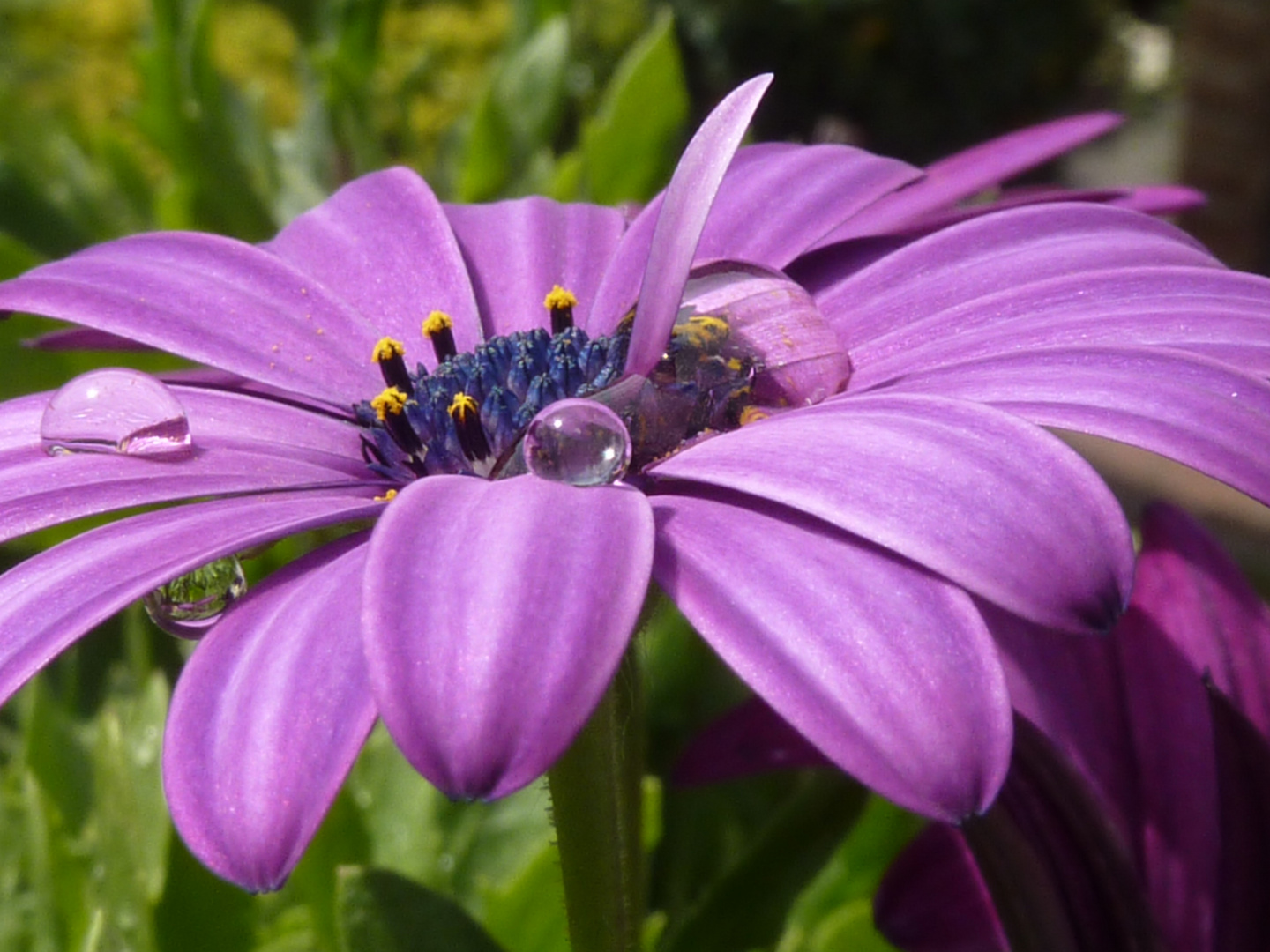 Blüte mit Regentropfen