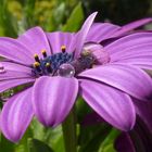 Blüte mit Regentropfen