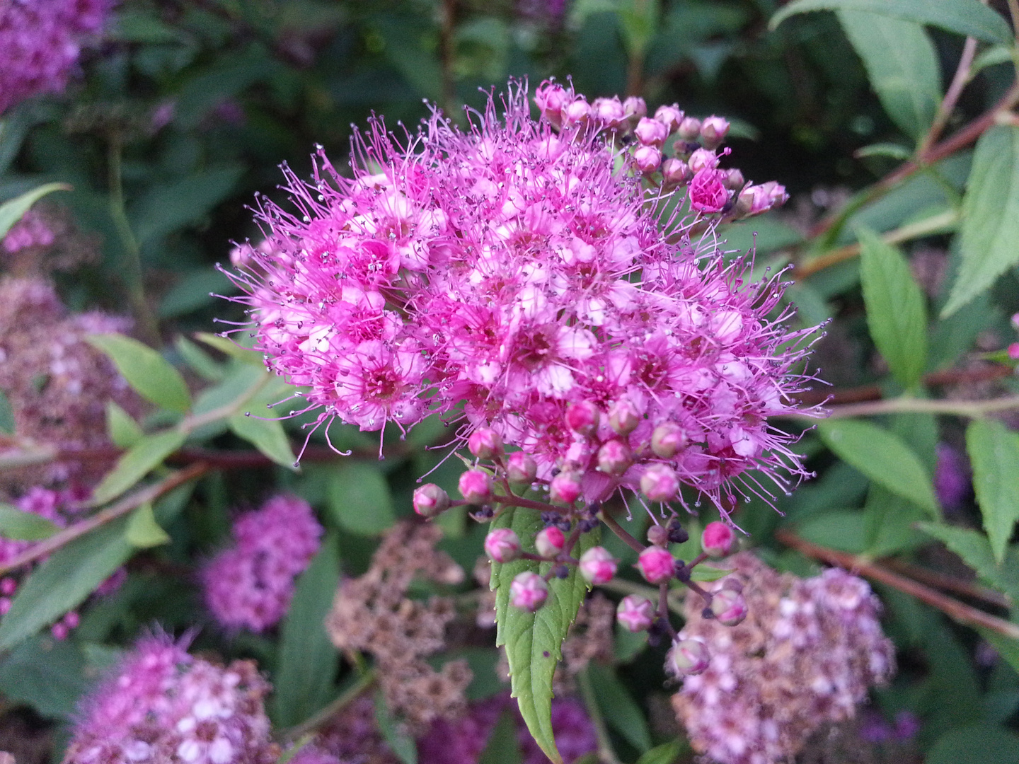 Blüte mit regentropfen