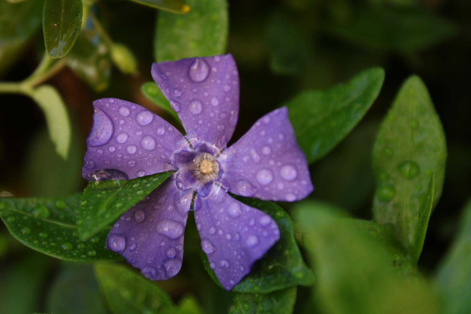 Blüte mit Regentropfen