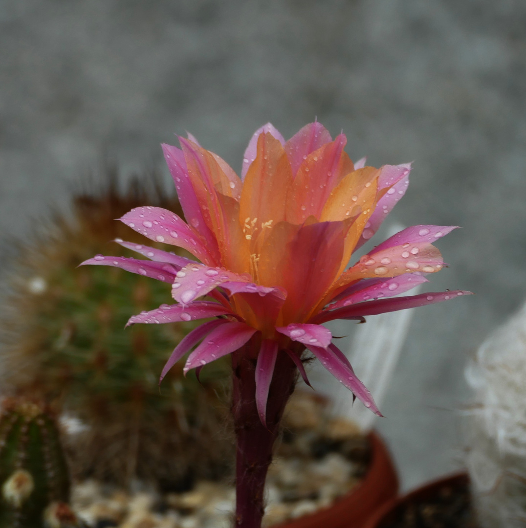 Blüte mit Regentropfen